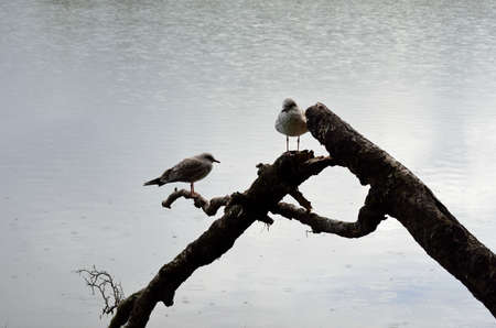 seagull standing on logの写真素材