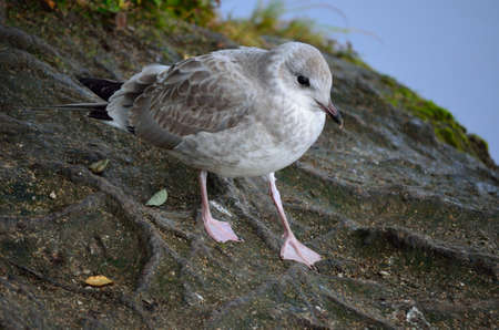 seagull wandering on pond shoreの写真素材