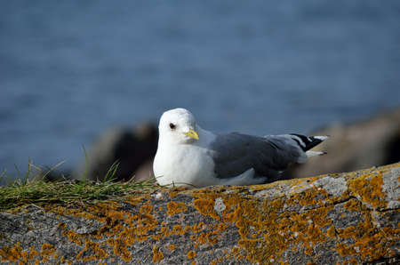 beautiful seagull resting on seashore boulder in warming sunshineの写真素材