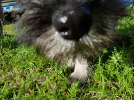 adorable schnauser puppy on summer lawn