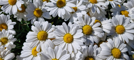 bellis perennis daisy in summerの写真素材