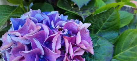 Violet hydrangea flower in summer close upの写真素材