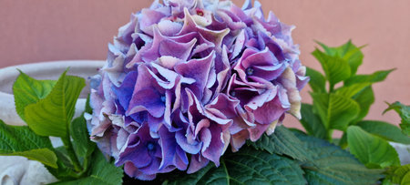 Violet hydrangea flower in summer close upの写真素材