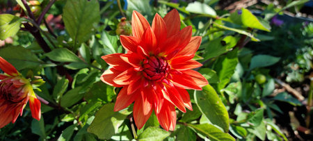 dahlia american dawn flower in summerの写真素材