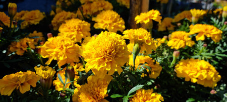 yellow marigold summer flowers in sunshine close upの写真素材