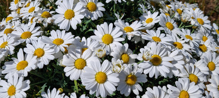 bellis perennis daisy in summerの写真素材