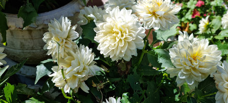 white dahlia pinnata flower in summerの写真素材