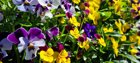 variety of colorful viola tricolor flowers in summerの写真素材