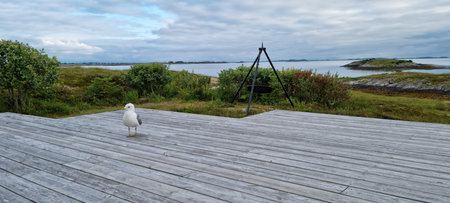 Seagull standing on patio in summer, closeup photoの写真素材