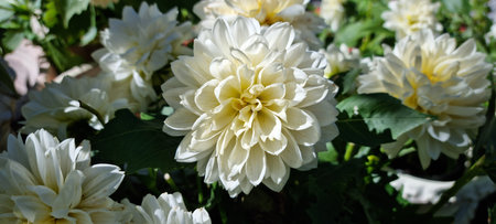 white dahlia pinnata flower in summerの写真素材
