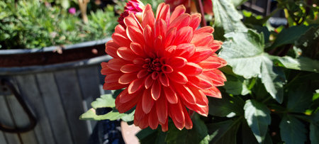 red dahlia pinnata flower in summer closeupの写真素材