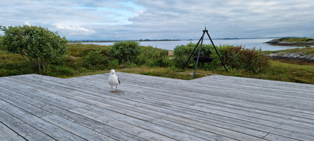 Seagull standing on patio in summer, closeup photoの写真素材