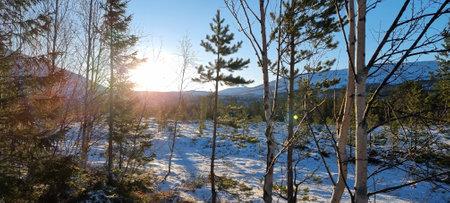 Sunset in a winter forest. Panoramic view of the snow-covered forest.の写真素材