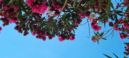 beautiful pink oleander tree in santorini greece with blue sky backdropの写真素材