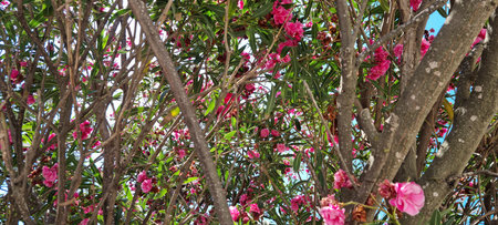 beautiful pink oleander tree in santorini greece with blue sky backdrop