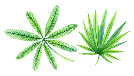 Hand-drawn watercolor set of lush greenery of tropical plants.の写真素材