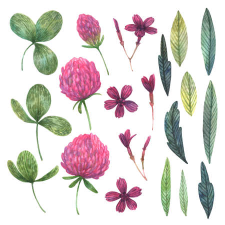 Set of watercolor wild red clover, carnation and leaves. Hand-drawn elements isolated on white background.の写真素材