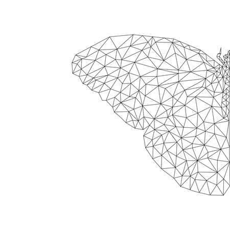 Butterfly wing on a white backgroundの写真素材