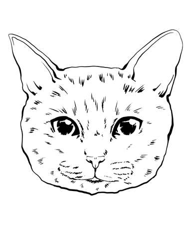vector drawing portrait cat hand drawn. black and white muzzle of a american cat. portrait of a cat black and white graphics drawn by ink. feline fluffy portrait of purebred pet on the backgroundのイラスト素材