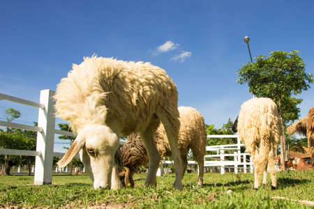 sheep farmの写真素材