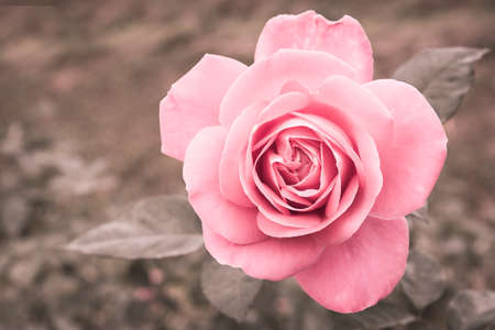 Pink rose in the garden. Vintage style.の写真素材