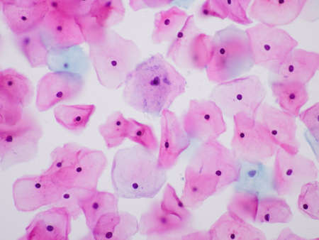 Human cells morphology Human cells morphology