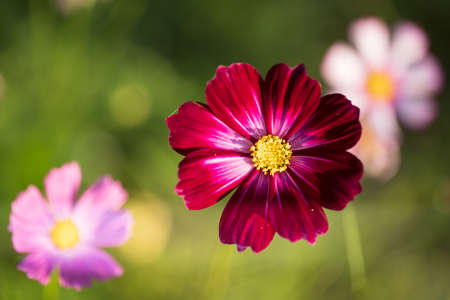 Soft focus cosmos flowers in the garden.Field of blooming colorful flowers on a outdoor park.Selective focus.の写真素材