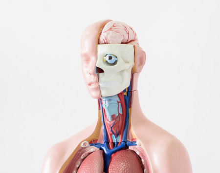 Human body anatomy with internal organs on white background. 3d illustration