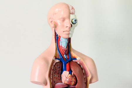 Human heart anatomy. Anatomical model of the human body and lungs.の写真素材
