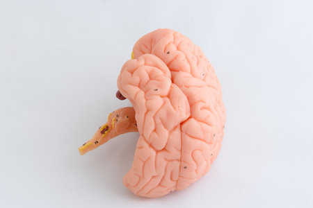 Human brain model on white background. Anatomical model of human brainの写真素材