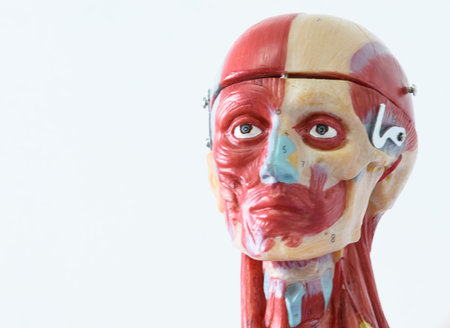 Human anatomy model on white background. Anatomical model of human body.