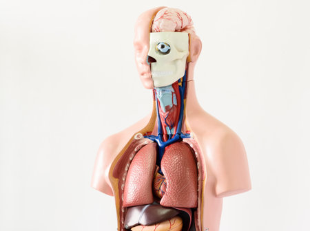 Human anatomy model on a white background. 3d illustration.の写真素材