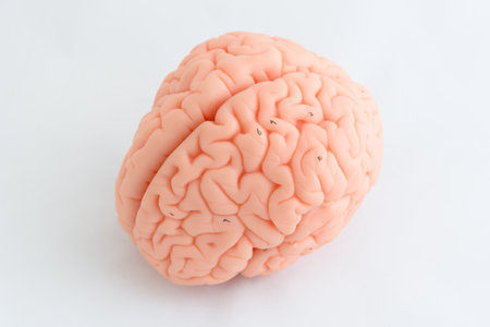 Human brain model on white background, close-up. Conceptual image