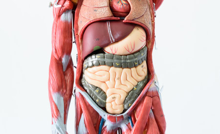 Human body anatomy model, closeup of body part, medical conceptの写真素材