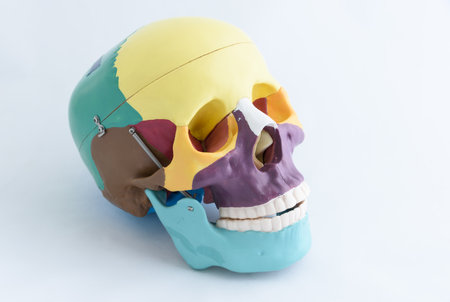 human skull model made from plasticine isolated on white background with clipping pathの写真素材