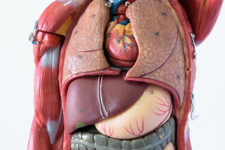 human heart anatomy model in a medical laboratory, closeup of photoの写真素材
