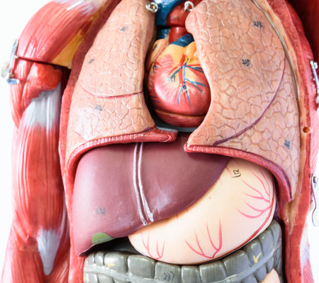 Human heart anatomy model, closeup of human body parts, medical conceptの写真素材
