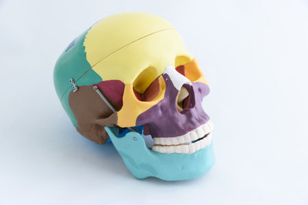 Human skull model isolated on a white background. 3D illustration.の写真素材