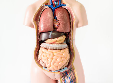 Human internal organs of the human body on a white background. 3d illustrationの写真素材