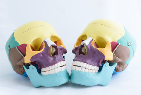 Dental model of human teeth on white background. Dental conceptの写真素材