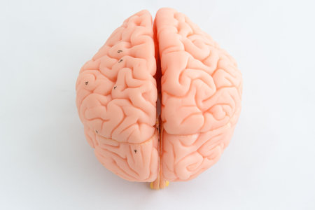 Human brain model on white background. Close up. Copy space.の写真素材