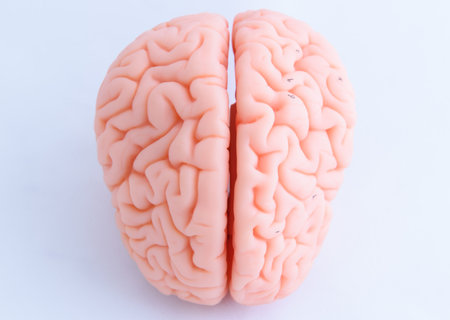 Human brain model on white background, closeup of human brain.の写真素材