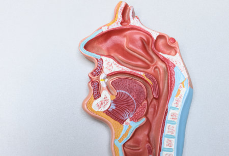Human anatomy of the liver on a white background, closeup of photoの写真素材