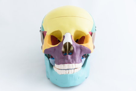 human skull model on white background, model of human skull close upの写真素材