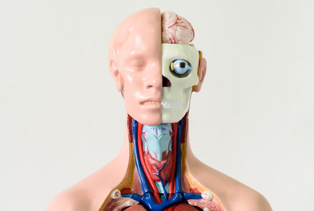 Human anatomy with internal organs. Anatomical model of human body.の写真素材
