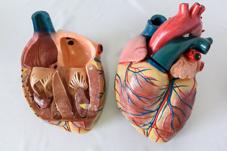 Human heart model on white background. Anatomical model of human heart.の写真素材