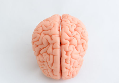 Human brain model on white background, closeup of human brain.の写真素材