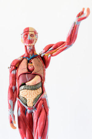 Anatomy of human body made from plasticine on white backgroundの写真素材