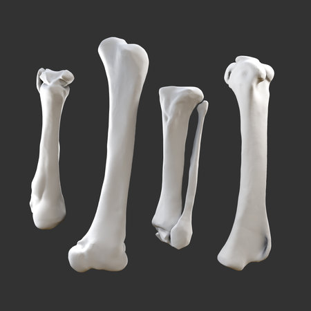 Realistic human bones isolated on black background. 3d rendering.の写真素材