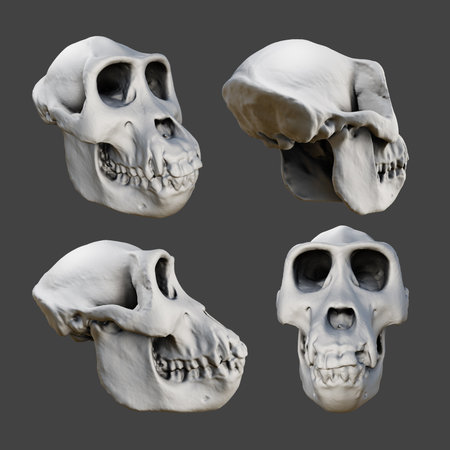 Set of human skulls isolated on gray background. 3d illustration.の写真素材